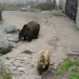Krumlovští medvědi / Bear in the castle moat