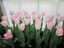 Předjaří v Královské zahradě - a pro změnu: tulipány!
